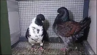 modina king for sale 💸💸!! 7250797613!! pigeon lover Bihar सहरसा मधेपुरा सुपौल बिहार