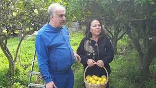 Safiye Soyman Faik Öztürk Bodrum'da Mandalina ve Limon Topladılar