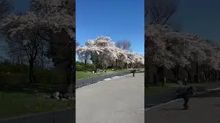 Westerpark, Amsterdam