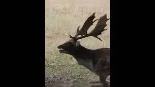 ronca del gamo  #wildlife #deer #fauna #hunting #ronca #gamo