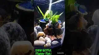 BETTA FISH / FIGHTER FISH nano aquarium setup for beginners