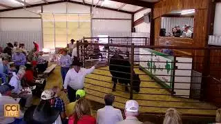 Double Creek Farms Annual Bull Sale, Clifton, TX