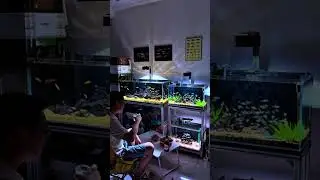Feeling Stressed? This Fish Tank Will Calm You #Shorts