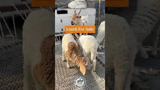 Lamb for sale #lamb #sheep #sheepfarming #goat #bakramandi #rajabazarbakramandi #trending #shorts