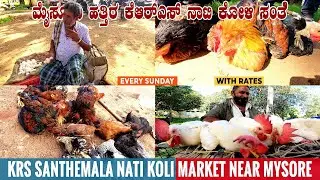 KRS NATI KOLI MARKET near Mysore in Karnataka | Country Chicken Market | Desi Chicken Mandi