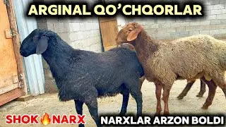 SIFATLIY YIRIK QO’CHQORLAR NARXI ARZON BOLDI SHOSHILING ILHOMJON AKA NARXNI YORVORDI
