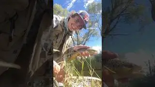 Slow moving water= nice browns @flyformulaflies #flyfishing #fishing #fish #browntrout #flies #nymph
