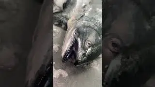 BEST BUTCHER SHOP- SEAFOOD DEPARTMENT