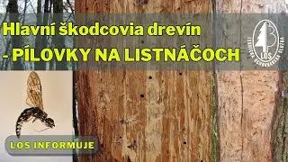 Drevokazné pílovky na listnatých drevinách