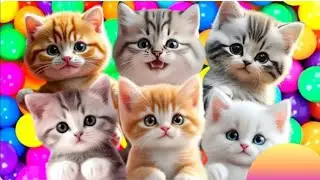 Kompilasi Kucing Lucu Terbaru 2026 | Video Kucing Viral  - anak kucing lucu #anakkucing