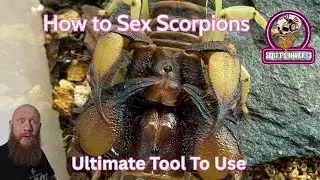 How to sex SCORPIONS 