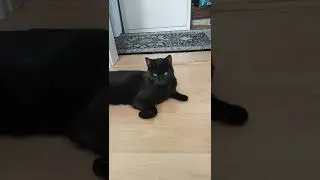 Black cat with green eyes relaxing