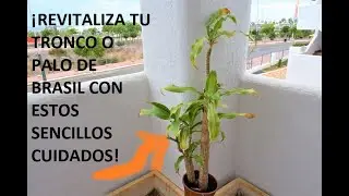 CULTIVAR TRONCO DE BRASIL 🌴 CUIDADOS DEL PALO DE BRASIL 🌴 ¡ REVITALIZA TU TRONCO DE BRASIL!