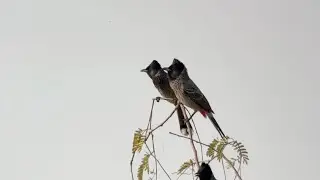 Bulbul &agrave; ventre rouge, Red-vented Bulbul, Pycnonotus cafer, Oman, Novembre 2025