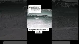 Четыре койота против одного Бо &mdash; лёгкая ночь. Собаки-охранники скота отпугивают койотов, и те убе...