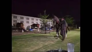 ww tent packing club fasilabad Pakistan.horse name Raj Kumar.
