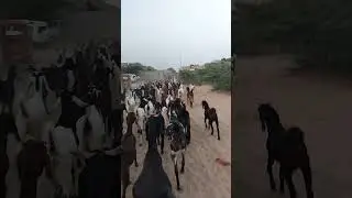 mingle of black and white goat in thar desert #goat #viral #viralvideo #thardesert #viralvideo #love
