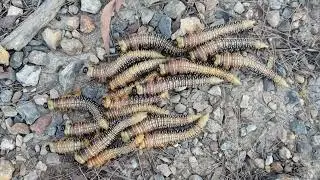 Group of Insect Larvae Crossing a Bush Path
