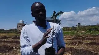 Fast time planting Wambugu apples