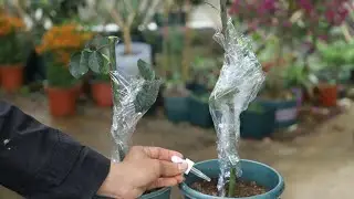 扦插月季大枝条，重点在于这几滴水，滴一滴，新根新芽蹭蹭长