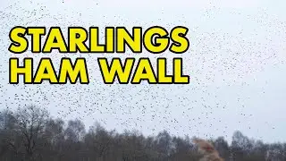 Starling Murmuration at Ham Wall