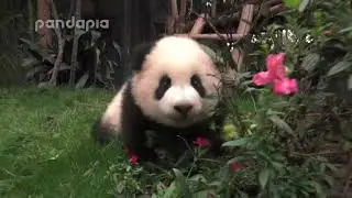 Panda Xiao Xin walks around the yard