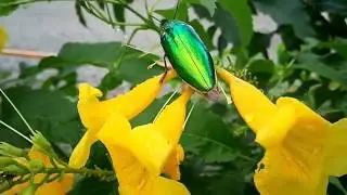 Beautiful metallic emerald green jewel beetles
