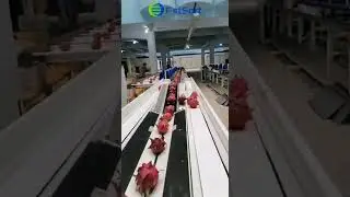 Dragon fruit electronic weighing and sorting machine fruit processing line آلة فرز فاكهة التنين