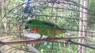 Suara pikat serindit memanggil kawannya||serindit gacor mecari kawanya