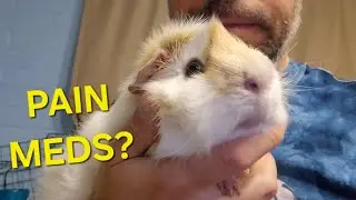 What Pain Meds Are Safe For Guinea Pigs?