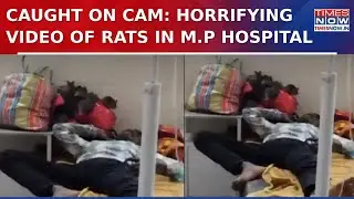 Caught On Cam! Horrifying Video Of Rats In M.P Hospital's Children's Ward Raises Concerns | Watch
