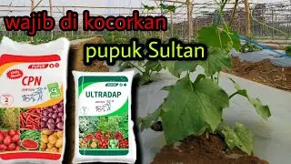 pupuk gambas dengan nutrisi lengkap pada masa pertumbuhan (vegetatif)
