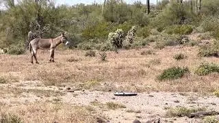 New River Donkeys