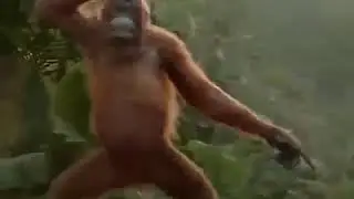 scimpanz&egrave;