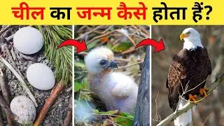 चील का जीवन चक्र | Eagle Life Cycle Video | Life Cycle Of Eagle In Hindi | Cheel Ka Janm Kaise Hota