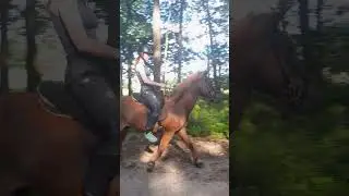 Auch der Schweinepassprofi kann t&ouml;lten #isl&auml;nder #love #islandpferd #equestrian #horse #t&ouml;lt #pferde