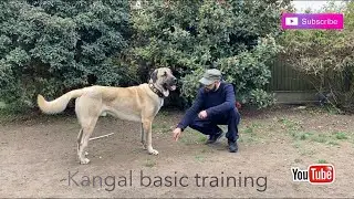 Kangal dog breed (basic training)