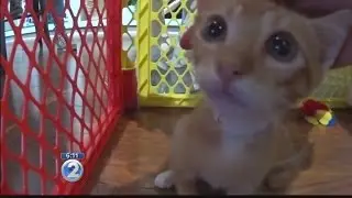 Mixed Plate: Lovable felines gather at Cat Cafe