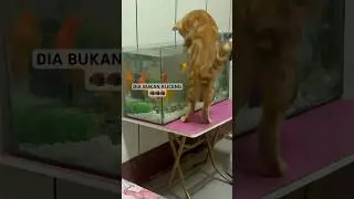 Siluman anjrrr🫵🏿 #cute #pets #funny #kucing #vibes #catcover #sad #oyen