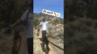 German shepherd dog || our pack 🐾☀️ spring hike in Montana #shorts