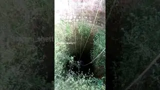 cat rescued from well