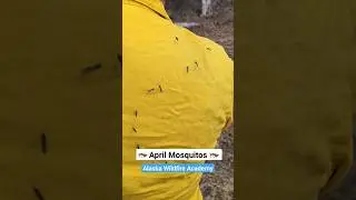 🦟 April Mosquitos 🦟 #wildlandfirefighters #alaska
