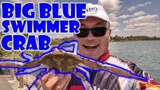 SANDCRAB AT REDLAND BAY (REPOST)