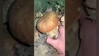 Funghi porcini 2026. #grzyby #steinpilze #champignons #hongos #setas #Грибы #гриби #hribi
