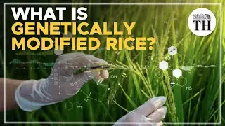 Is genetically modified rice grown in India? | Explained