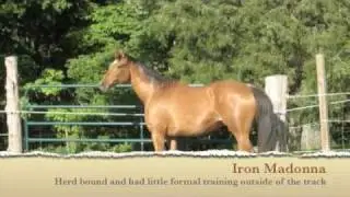 The Horses of C 'n' J Training