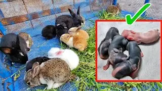 Baby Rabbit growing up day by day [ Day 1 to 15 ]