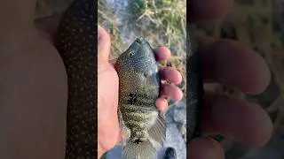 OL CHROME DOME 😭🎣 #shorts #fishing #bassfishing #bluegill #bluegigi #fish #fisherman