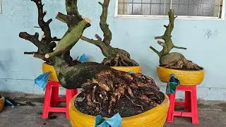 TÙNG MAI VÀNG 033 932 8187 ĐANG phát Trực Tiếp kính mời 28 01