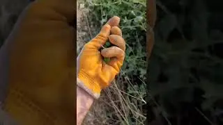 Kapari
